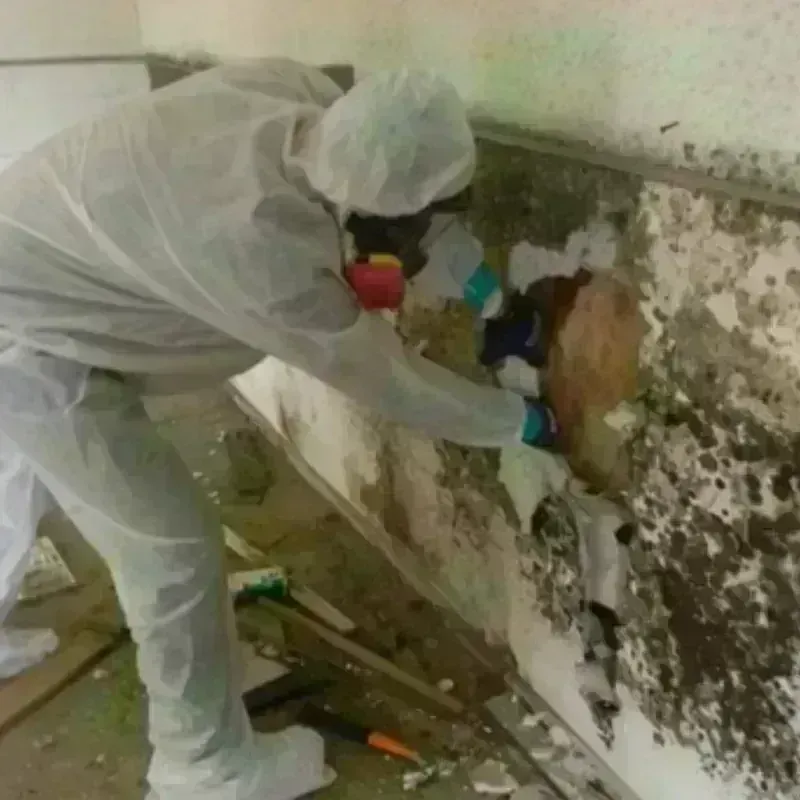 Mold Remediation and Removal in Milton, WA